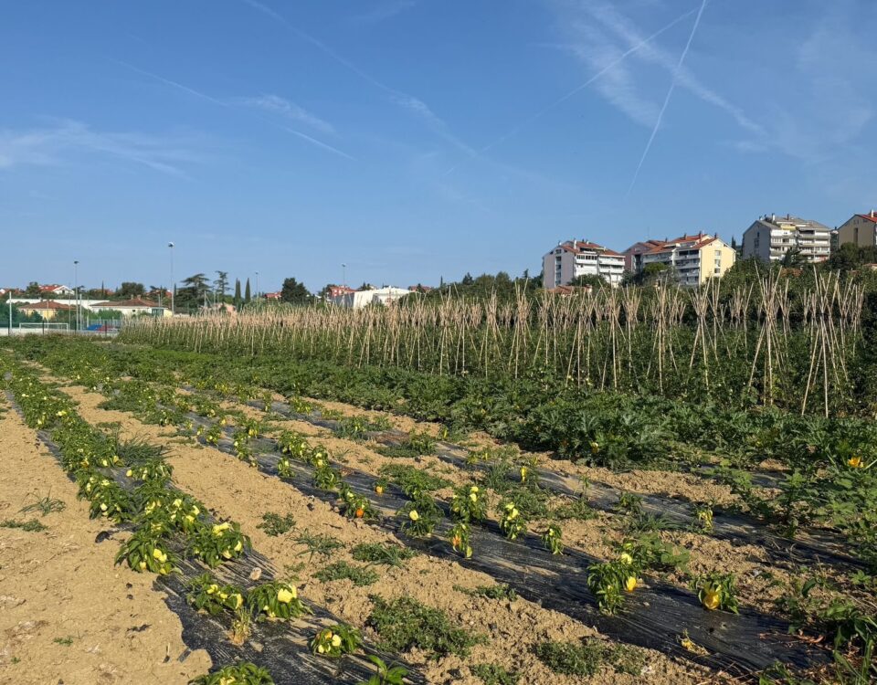 , Foto: Ruralità, Comunita degli Italiani Giuseppe Tartini Pirano